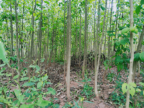 本地優(yōu)選3年苗（價格面議）